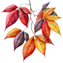 Poster - Branch with red and yellow leaves in autumn against a clear blue sky isolated on transparent background..