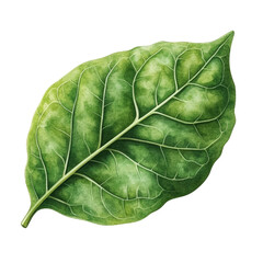 Poster - Single green leaf on black background isolated with natural lighting and detailed texture visible isolated on transparent background..