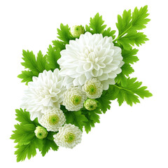 Poster - White chrysanthemum flowers isolated on transparent background for design and decoration purposes isolated on transparent background..