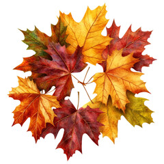 Poster - Group of colorful autumn leaves scattered across a wooden surface in natural lighting isolated on transparent background..