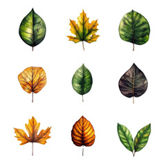 Poster - Set of six various leaves showcasing different shapes and colors on a white background isolated on transparent background..