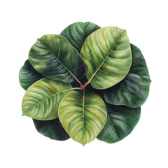 Poster - Painting of a green leaf with intricate details and texture on a textured canvas background isolated on transparent background..