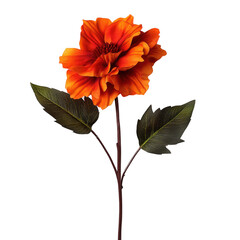 Poster - Single orange flower surrounded by green leaves against a neutral background in natural light isolated on transparent background.