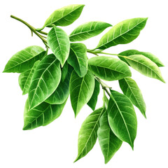 Poster - Branch of a tree with lush green leaves against a soft blurred background in natural daylight isolated on transparent background..