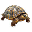 © Wattana - 3D vector icon of Box turtle isolated on transparency background