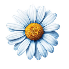 Poster - White daisy flower with yellow center on green blurred background in natural light setting isolated on transparent background..