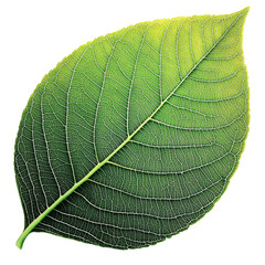 Poster - Green leaf on black background showcasing natural textures and colors in a minimalist style isolated on transparent background..
