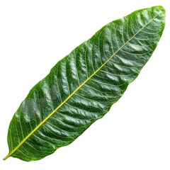 Poster - Green leaf isolated on a black background showcasing natural beauty and intricate details of foliage isolated on transparent background..