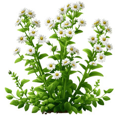 Poster - Bunch of white flowers with green leaves arranged on a natural surface in a bright setting isolated on transparent background..