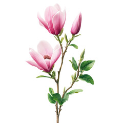 Poster - High-quality png image of a magnolia flower with a transparent background for digital use isolated on transparent background..