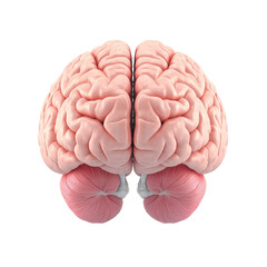 Poster - Human brain anatomy with left hemisphere highlighted in pink against a neutral background isolated on transparent background..