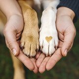Paw-some Connection: The image showcases hands tenderly cradling two dog paws, one bearing a heart symbol, illustrating the bond and affection.