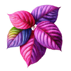 Poster - Three colorful autumn leaves on a white background showcasing natures vibrant seasonal changes isolated on transparent background..