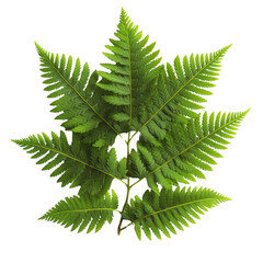 Poster - Close-up of a green fern leaf with detailed texture and natural patterns against a blurred background isolated on transparent background..