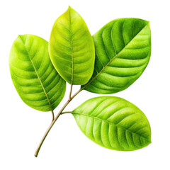 Poster - Green leaf isolated on black background for nature and botanical themes isolated on transparent background..