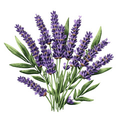 Poster - Bunch of purple lavender flowers arranged beautifully in a natural outdoor setting isolated on transparent background..