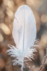 Poster - A single white feather sits atop a plant, symbolizing purity and innocence
