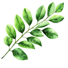 Poster - Branch of a tree with green leaves against a clear blue sky in a natural outdoor setting isolated on transparent background..