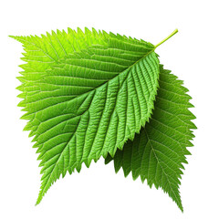Poster - Single green leaf isolated on a black background showcasing natural texture and color contrast isolated on transparent background..