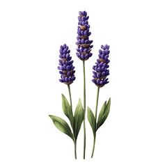 Poster - Purple flowers displayed on a black background creating a striking visual contrast and aesthetic appeal isolated on transparent background..