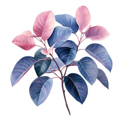 Poster - Plant with pink and blue leaves on display in bright natural light isolated on transparent background..