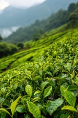 Poster - A serene landscape featuring green tea plants and majestic mountains in the background, perfect for use as a calming background or nature-inspired design