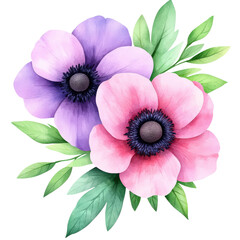 Poster - Three pink and purple flowers with green leaves in a natural setting close-up photograph isolated on transparent background..