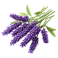 Poster - Bunch of vibrant purple flowers arranged on a dark black background creating a striking visual contrast isolated on transparent background..