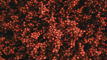 Poster - Reddish sorghum grains flowing in organic pattern for natural design