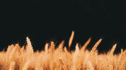 Poster - Serene autumn wheat field with golden chaff against a dark background