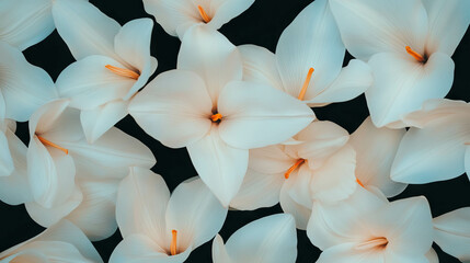 Poster - Tranquil background of white lily petals for elegant floral design