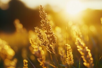 Poster - A serene scene of a grassy field at sunset, suitable for use in travel or nature-themed images