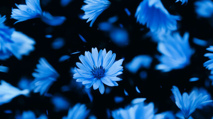 Poster - Falling blue cornflower petals in motion for nature-inspired design