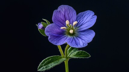 Poster - A close-up shot of a beautiful purple flower on its stem, ideal for use in designs and illustrations