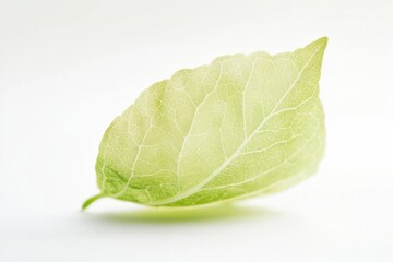Aufkleber - A single green leaf sitting on a white surface