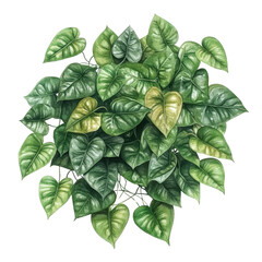 Poster - Green plant with vibrant leaves displayed on a solid black background creating a striking visual contrast isolated on transparent background..