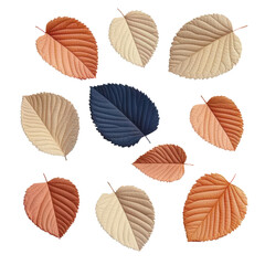 Poster - Five different colored leaves displayed on a white background for seasonal or nature themes isolated on transparent background..