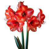 Vibrant Amaryllis Plant with Red Flower Isolated on Transparent Background
