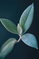 Poster - A detailed view of a single green leaf attached to a branch, perfect for use in nature-themed designs and projects