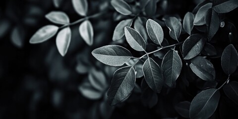 Aufkleber - A close-up shot of a leafy plant in black and white