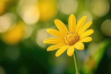 Poster - A bright yellow flower with blurred surroundings, ideal for backgrounds or adding color to your design