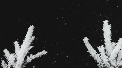 Poster - Winter scene of snow-covered frozen branches against black background