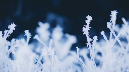 Poster - Frozen fog and diffused light scene for winter design projects