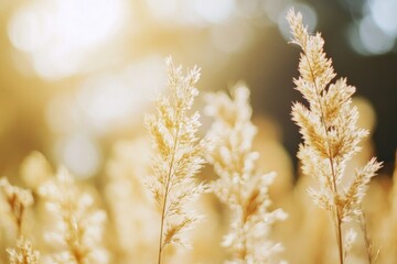 Poster - A close-up view of a bunch of tall grass