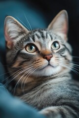 Poster - A close-up view of a cat relaxing on a bed