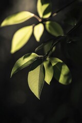 Wall Mural - A detailed view of a single leaf on a tree branch