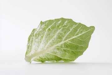 Sticker - A fresh lettuce leaf on a white surface, ideal for use in food and still life photography