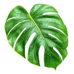 Poster - vibrant green monstera leaf with water droplets, showcasing its unique shape and texture, perfect for nature themed designs