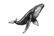 © Vintage studio - Hand-drawn whale in vintage art style, black sketch effect, trendy illustration, animal print, white background, antique engraving, ocean design, marine decor.