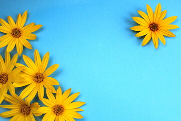 Wall Mural - texture of fresh yellow daisies on a blue background